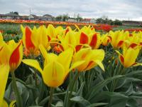 Tulipán (Tulipa x tschimganica)