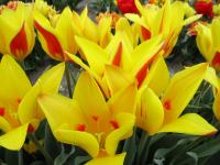 Tulipán (Tulipa x tschimganica)