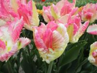Tulipán 'Cabanna' - Papouškovité tulipány (Tulipa)