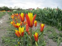 Tulipán 'Tubergen's Gem' (Tulipa clusiana var chrysantha)