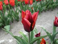 Tulipán 'Muvota' - Triumph tulipány (Tulipa)
