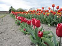 Tulipán 'Vampire' - Triumph tulipány (Tulipa)