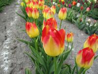 Tulipán 'Suncatcher' - Triumph tulipány (Tulipa)