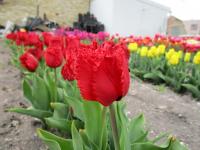 Tulipán 'Indiana' - Třepenité tulipány (Tulipa)