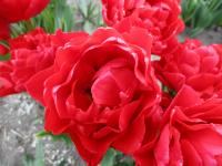 Tulipán 'Double Twist' - Plnokvěté rané tulipány (Tulipa)
