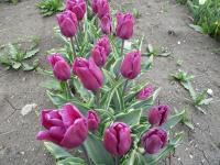 Tulipán 'Purple Flag Design' - Triumph tulipány (Tulipa)