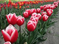 Tulipán 'Timeles' - Triumph tulipány (Tulipa)