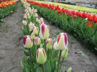 Tulipán 'Shiun' - Triumph tulipány (Tulipa)