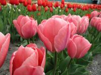 Tulipán 'Van Eijk Mystic' - Darwin hybridy (Tulipa)