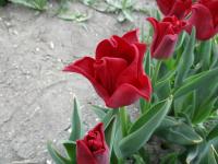 Tulipán 'Red Dress' - Triumph tulipány (Tulipa)