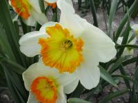 Narcis 'Roulette' - Velkokorunné narcisy (Narcissus)