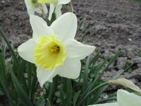 Narcis 'Every Day' - Velkokorunné narcisy (Narcissus)
