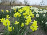 Narcis 'Daydream' - Velkokorunné narcisy (Narcissus)