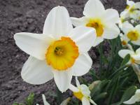 Narcis 'Flower Record' - Velkokorunné narcisy (Narcissus)