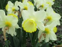 Narcis 'Mabelle' - Trubkovité narcisy (Narcissus)