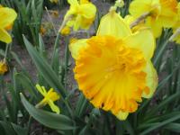 Narcis 'Ferris Wheel' - Velkokorunné narcisy (Narcissus)