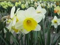 Narcis 'Merels Favorite' - Trubkovité narcisy (Narcissus)