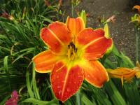 Denivka 'Carnival Fun' (Hemerocallis)