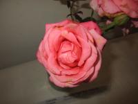 Růže 'Denisa' - Velkokvěté růže (Rosa)
