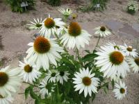 Třapatkovka nachová 'Happy Star' (Echinacea purpurea)