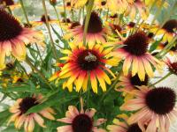 Třapatkovka nachová 'Parrot' (Echinacea purpurea)