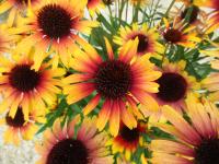 Třapatkovka nachová 'Parrot' (Echinacea purpurea)