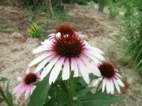 Třapatkovka nachová 'Pink Tip' (Echinacea purpurea)