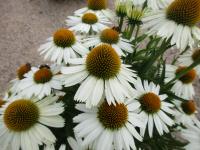 Třapatkovka nachová 'Meditation White' (Echinacea purpurea)