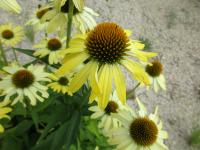Třapatkovka nachová 'Cleopatra' (Echinacea purpurea)