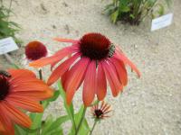 Třapatkovka nachová 'Rainbow Marcella' (Echinacea purpurea)