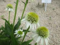 Třapatkovka nachová 'Delicious Nougat' (Echinacea purpurea)