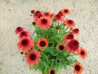 Třapatkovka nachová 'Carrot Cake' (Echinacea purpurea)