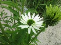 Třapatkovka nachová 'Virgin' (Echinacea purpurea)
