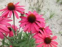 Třapatkovka nachová 'Glowing Dream' (Echinacea purpurea)
