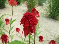 Třapatkovka nachová 'Hot Papaya' (Echinacea purpurea)