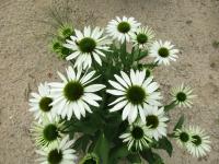 Třapatkovka nachová 'Kismet White' (Echinacea purpurea)
