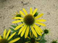 Třapatkovka nachová 'Fountain Yellow' (Echinacea purpurea)