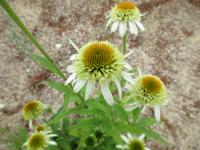 Třapatkovka nachová 'Papallo Semi Double White' (Echinacea purpurea)