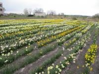 Narcis - pěstování na poli (Narcissus)