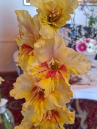 Mečík 'Elegant' (Gladiolus)