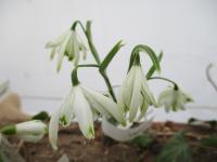 Sněženka podsněžník 'Lepějovice' (Galanthus nivalis)