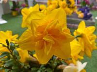 Narcis 'Golden Ducat' - Plnokvěté narcisy (Narcissus)