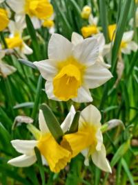 Narcis 'Golden Echo' - Jonquilla narcisy (Narcissus)