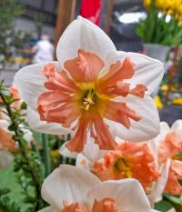Narcis 'Hungarian Rhapsody' - Collar narcisy (Narcissus)