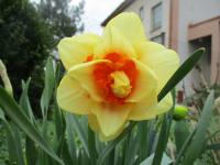 Narcis 'Innovator' - Plnokvěté narcisy (Narcissus)