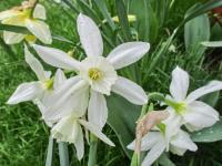 Narcis 'Thalia' - Triandrus narcisy (Narcissus)