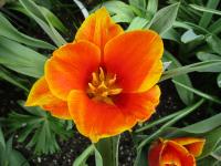 Tulipán Kaufmannův 'Early Harvest' (Tulipa kaufmanniana)