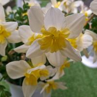 Narcis 'Bella Estrella' - Collar narcisy (Narcissus)