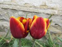 Tulipán 'Abu Hassan' - Triumph tulipány (Tulipa)