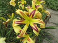 Denivka 'Free Wheelin' (Hemerocallis)